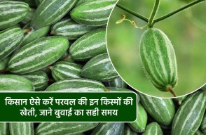 Pointed Gourd Cultivation and Its Disease and Management